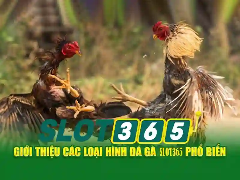 Khuyến mãi và chương trình thưởng