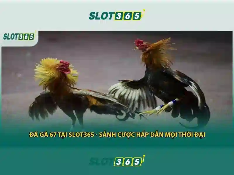 Khuyến mãi và chương trình thưởng