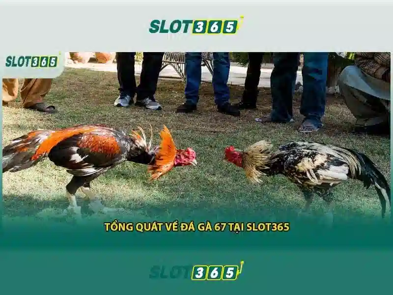 Tính năng nổi bật của Slot365