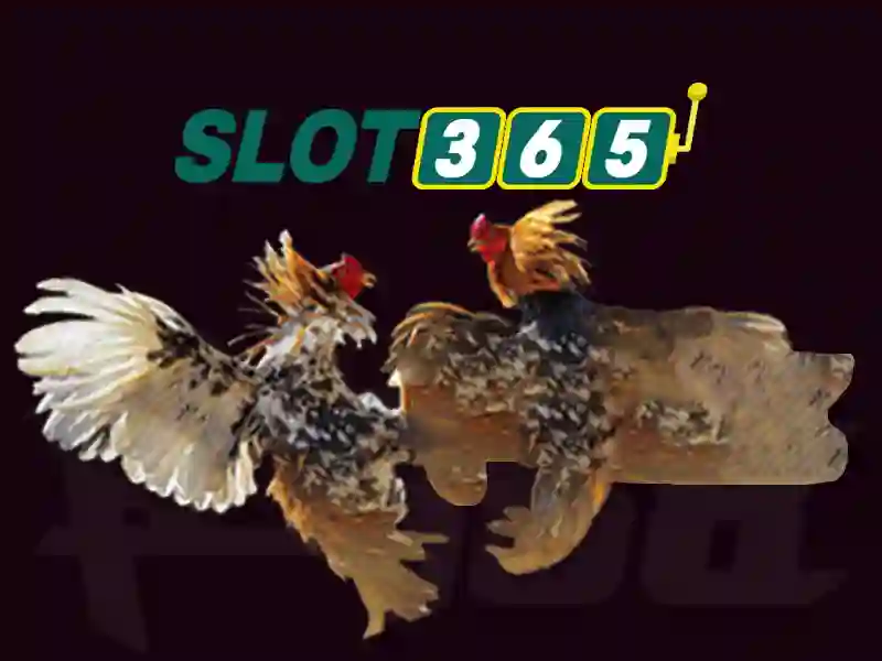 Slot365 – Tổng quan và Hướng dẫn sử dụng Giao diện nhà cái hoàn hảo